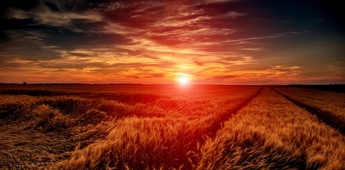fantastic sunset at the wheat field. dramatic picturesque scene. 