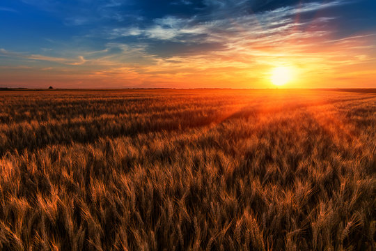 fantastic colorful sunset over wheat field. ears of cereal  under the influence of sunlight