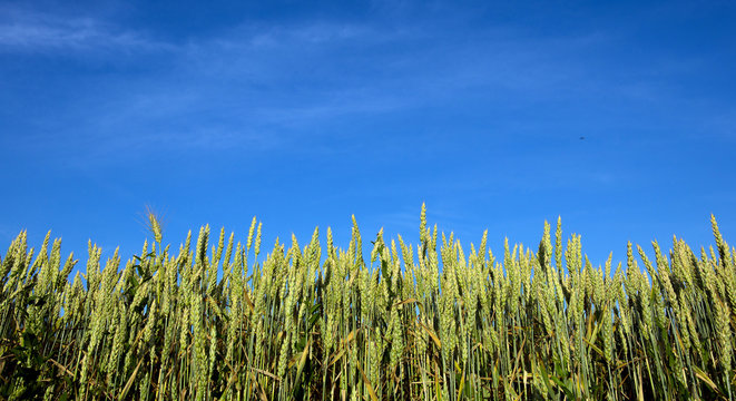 green ears of wheat or rye on the perfect blue sky background, copy space