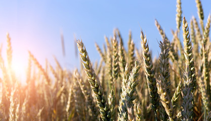 Wheat field. green ears of wheat or rye on perfect blue sky background