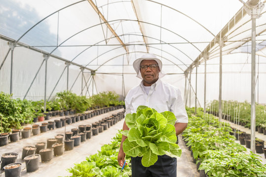 Portrait of a worker holding romaine lettuce in hydroponic farm