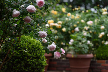 ピンク色のバラ 