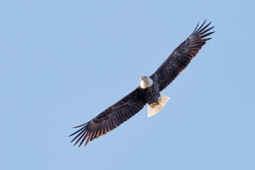 Obraz premium A Bald Eagle Soars through the Sky