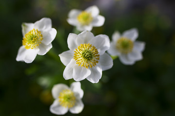 ハクサンイチゲ(Anemone narcissiflora)