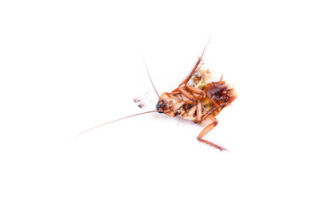 Dead cockroaches on floor