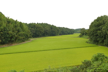 Rice paddy. It's in Inzai-shi, Chiba. The green fields and the open rice paddy are the very comfortable landscape.