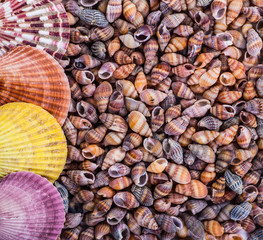 variety of sea shells from beach - panoramic - with large scallo