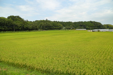 Rice paddy. It's in Inzai-shi, Chiba. The green fields and the open rice paddy are the very comfortable landscape.
