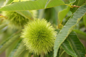 The chestnut in case which is still young. Autumn comes in brown and good chestnuts would come.