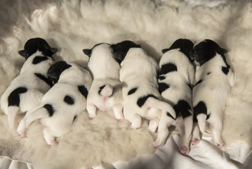 Newborn Jack Russell puppies - 7 days old