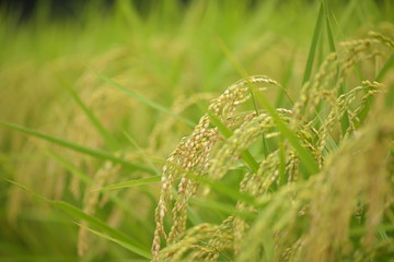Rice paddy. It's in Inzai-shi, Chiba. The green fields and the open rice paddy are the very comfortable landscape.