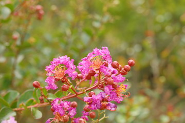 Lagerstroemia indica