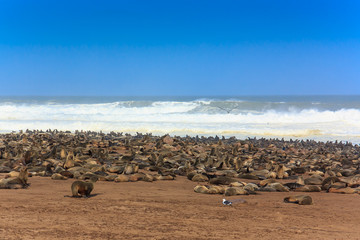 Cape fur seal group at the beach Cape Cross