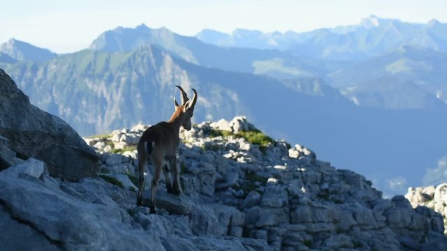 Vid&eacute;o nature