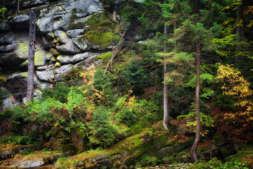 Obraz premium Autumn Forest on Mountain Slope