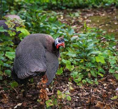 Helmeted Guineafowl Numidia Meleagris Numididae bird