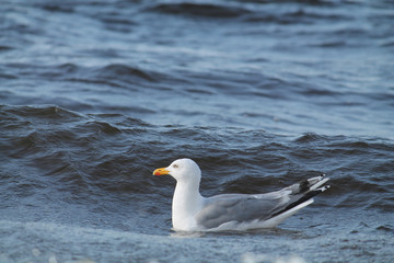 European herring gull. Seagull afloat