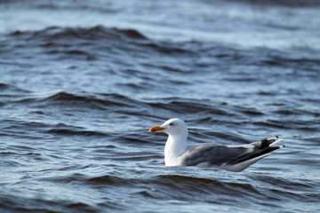 European herring gull. Seagull afloat