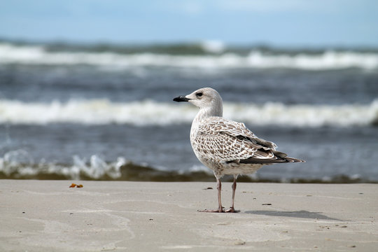 European herring gull at the seaside. Juvenile herring gull