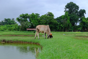 Beef cows in thailand.