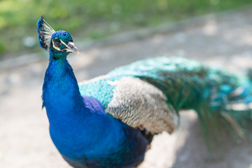 Obraz premium beautiful male peacock walking on the garden