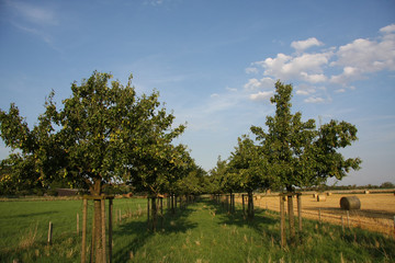 Fototapeta na wymiar Birnbäume mit Früchten