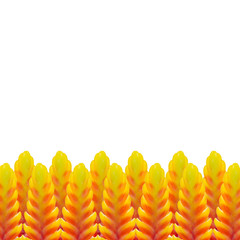 Bromeliad flower isolated on white background