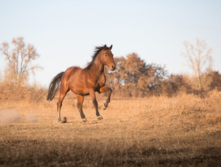 Fototapeta premium brown horse runs on the yellow grass on the sky background