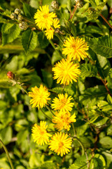 Margaritas Amarillas