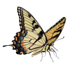 Swallowtail Butterfly - Papilio glaucus
Hand drawn vector illustration of an Eastern Tiger Swallowtail Butterfly on transparent background.
- 118243617