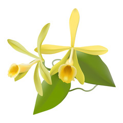 Vanilla Orchid  (Vanilla planifolia)
Hand drawn vector illustration of vanilla flowers, including leaves and aerial roots, on transparent background.
