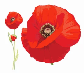 Foto op Plexiglas Red poppy (Papaver rheas) -  Hand drawn vector illustration of a red poppy in full bloom and a bud on transparent background.   © Aniko G Enderle