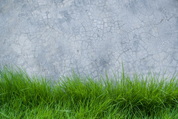 Obraz na płótnie Canvas grass on cement wall