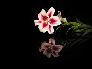 Fototapeta na wymiar Beautiful white-red lily on a black background