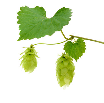 hop cones and leaves isolated on a white background