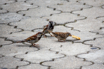 Sparrow pecks grain on the footpath in the park. Birds