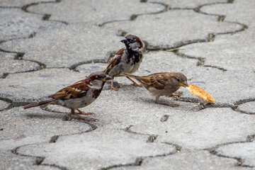 Sparrow pecks grain on the footpath in the park. Birds