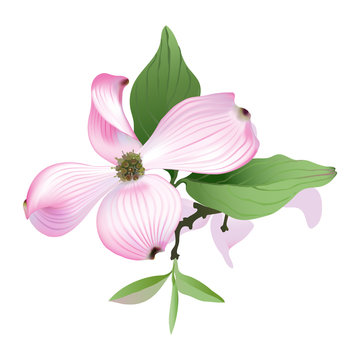 
Dogwood.
Hand drawn vector illustration of Pink Dogwood flowers on transparent background.


