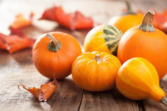 decorative mini pumpkins autumn leaves for halloween thanksgivin