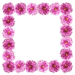 Beautiful floral background of purple chrysanthemums 
