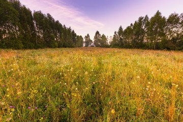 Morning foggy meadow in polish countryside