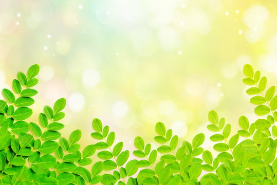 nature green leaves under spring bokeh light background with empty space for design