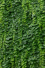 wall covered with vines