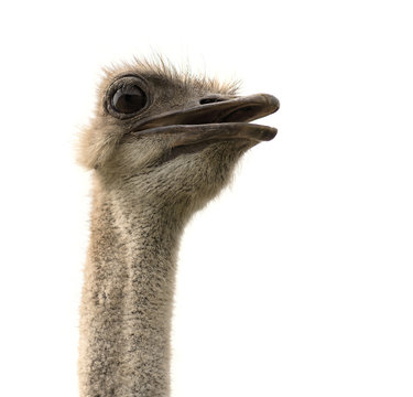 Ostrich head on white