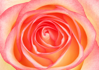 Fototapeta na wymiar Pink Rose Flower