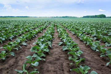 Young cabbage field