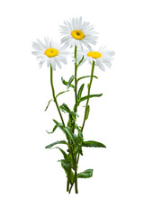 Chamomile flowers isolated on white background