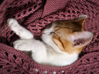 Fototapeta na wymiar Wonderful kitten is fast asleep under the lilac knitted blanket