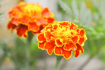 marigold or calendula flower