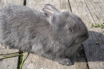 A cute gray rabbit is lying on the wooden planks